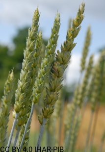 Pszenica zwyczajna Stieglera Czerwona