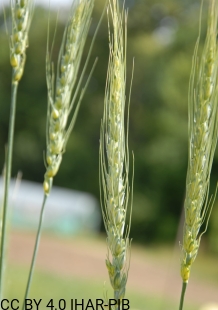 Pszenica zwyczajna Ostka Suska