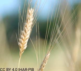 Pszenica samopsza 22861