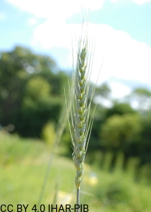 Pszenica zwyczajna Ostka Pokucka
