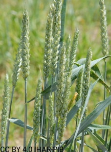 Pszenica zwyczajna Jagna