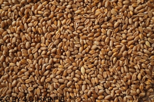 Pszenica twarda Puławska Twarda