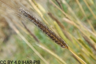 Pszenica samopsza 5005