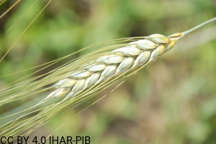 Pszenica twarda Hela