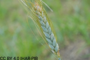 Pszenica twarda Arnautka