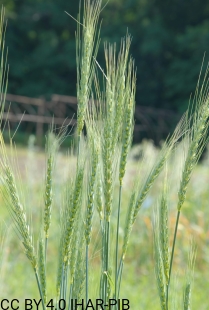 Pszenica zwyczajna  Ostka Chłopicka