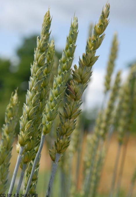 Pszenica zwyczajna Stieglera Czerwona