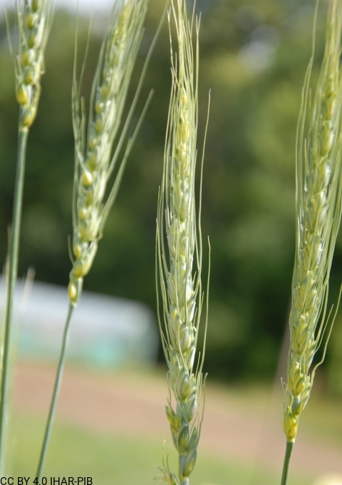 Pszenica zwyczajna „Ostka Suska”