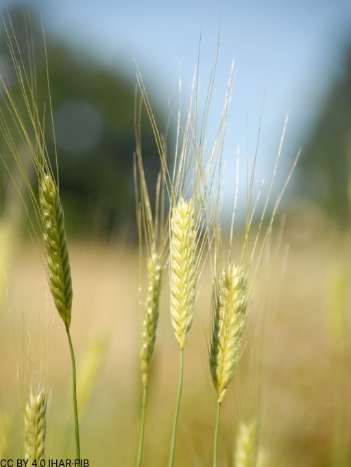 Pszenica samopsza 20751