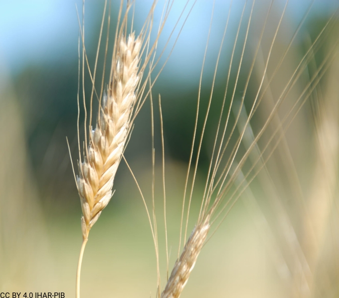 Pszenica samopsza 22861