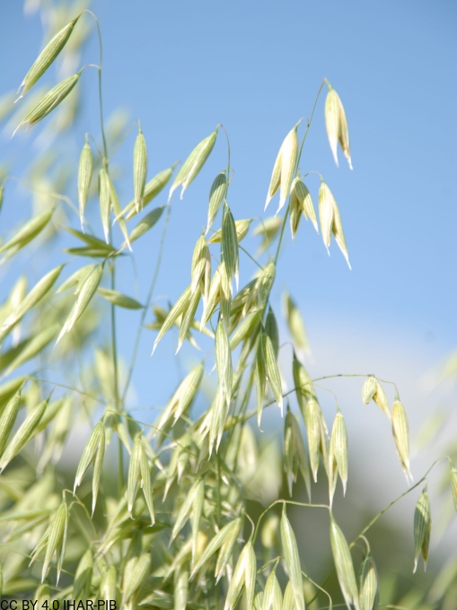 Owies zwyczajny „Puławski Średniorychły”