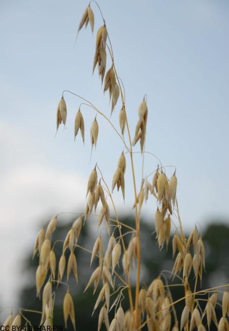 Owies zwyczajny „Więcławicki Jubileuszowy”