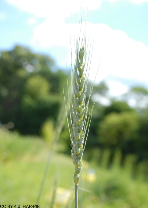 Pszenica zwyczajna „Ostka Pokucka”