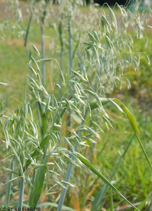 Owies zwyczajny „Przebój II”