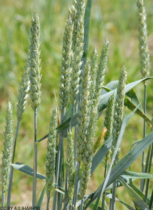 Pszenica zwyczajna "Jagna"