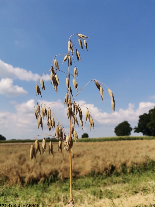 owies zwyczajny CLIFF