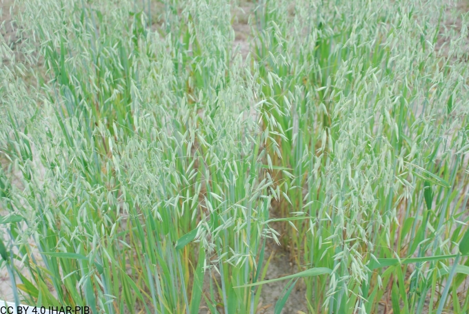 owies zwyczajny Kolumb