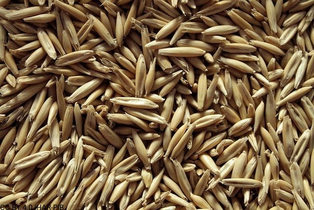 owies zwyczajny Grzywacz Późny Wołyński