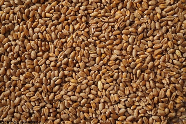 pszenica twarda2.jpg