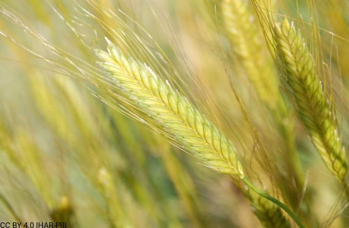 Pszenica samopsza 1195