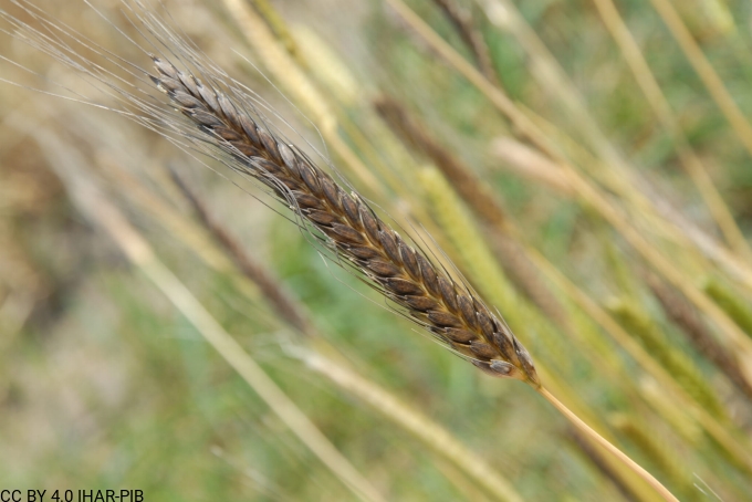 Pszenica samopsza 5005