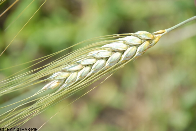 Pszenica twarda "Hela"