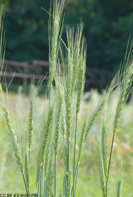 Pszenica zwyczajna „Ostka Chłopicka”