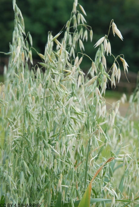 Owies zwyczajny „Tatrzański”