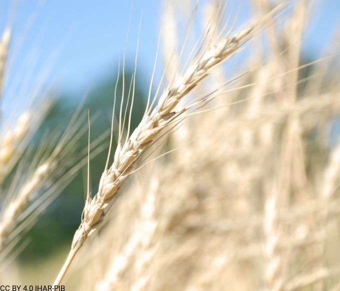 Pszenica orkisz 21981
