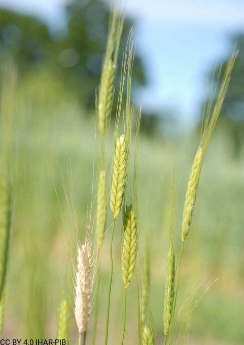 Pszenica samopsza „V.flavescens”